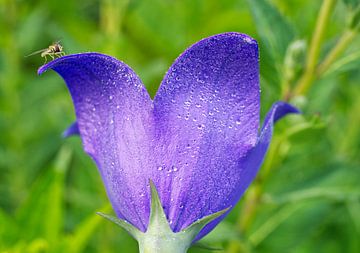 Purple Balloon Flower with Sweat Bee by Iris Holzer Richardson