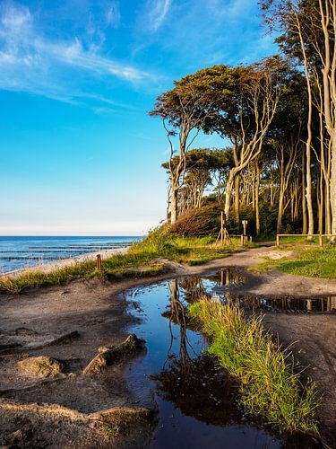 Küstenwald an der Ostsee bei Nienhagen.