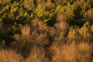 Forest from above von Elroy Spelbos Fotografie