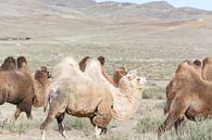 Kamele in der Mongolei | Naturfotografie von Nanda Bussers Miniaturansicht