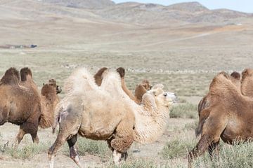 Chameaux en Mongolie | Photographie de nature sur Nanda Bussers