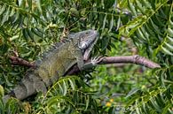 Green iguana in the nature of Curaçao by Dennis en Mariska thumbnail
