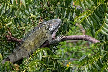 Green iguana in the nature of Curaçao by Dennis en Mariska