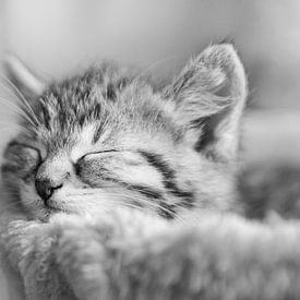 sleeping cat in black white by Urlaubswelt