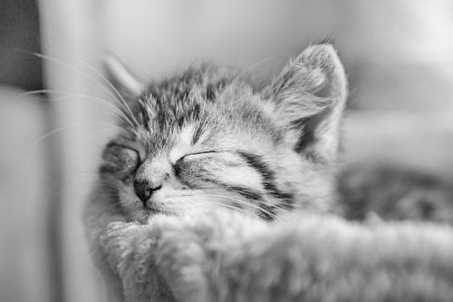 sleeping cat in black white