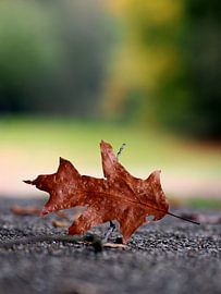 Une seule feuille d'automne sur Edwin Arendts