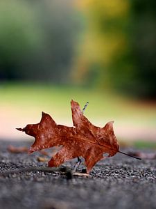 Een single herfstblaadje