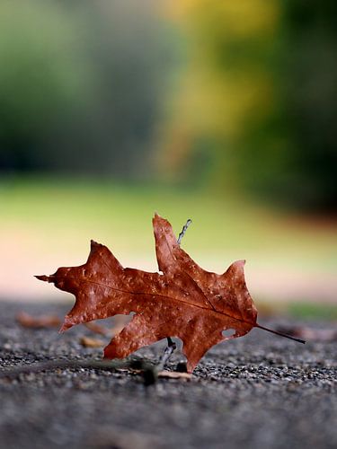Ein einzelnes Herbstblatt
