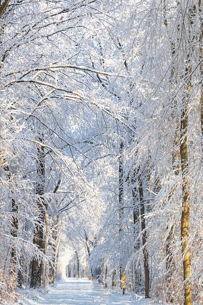 Schnee in Beetsterzwaag Opsterland Friesland von Ad Huijben
