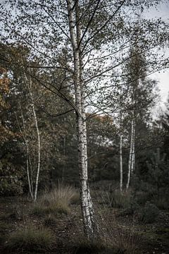 Birken im Herbst von Patrick Rosenthal