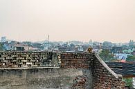 Klein aapje zit op een muurtje en kijkt uit over de kleurrijke stad Agra in India. van Twan Bankers thumbnail
