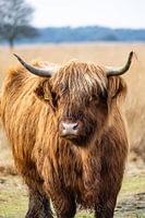 Schotse Hooglander closeup