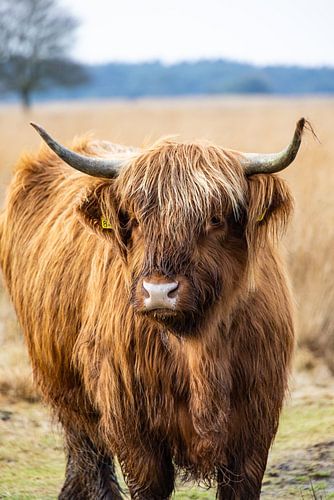 Highlander écossais en gros plan sur Simone's Kitchen