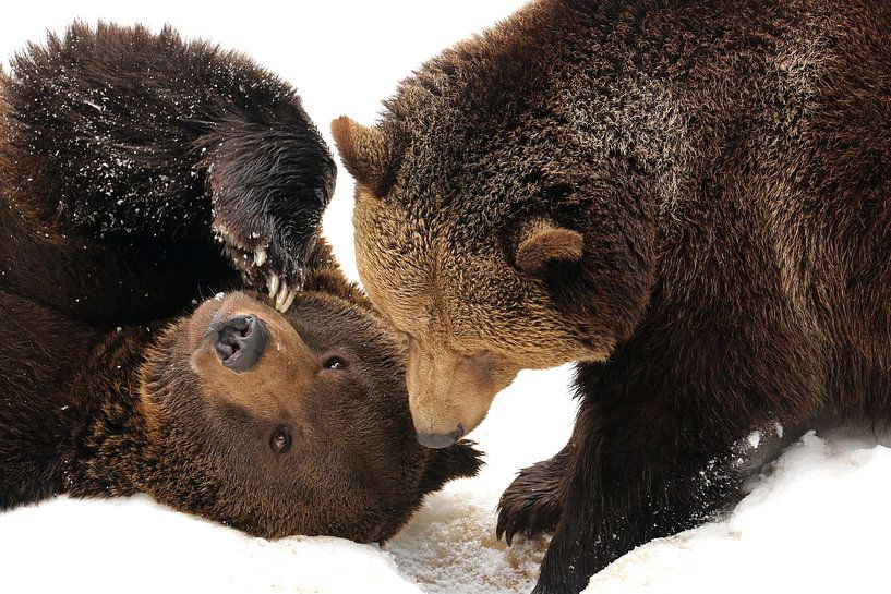 Bears in the snow by Antwan Janssen
