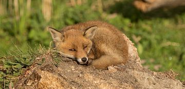 fox at oostvaardersplassen