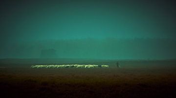Schaapherder met kudde op de Veluwse heide van Jenco van Zalk