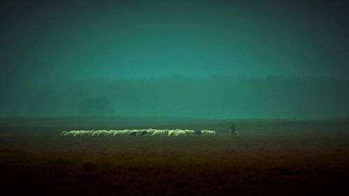 Shepherd with flock on the Veluwe moors by Jenco van Zalk