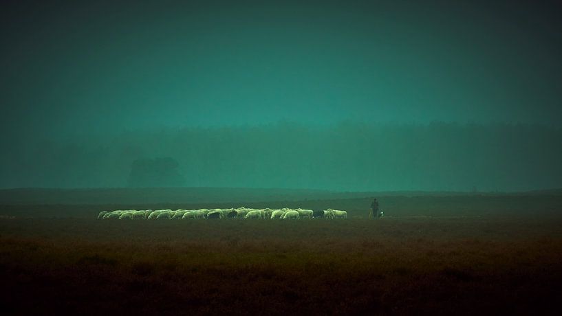 Shepherd with flock on the Veluwe moors by Jenco van Zalk