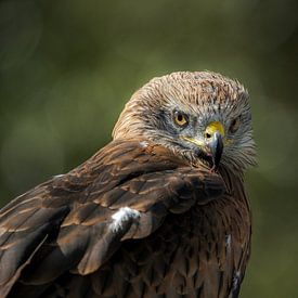 Red kite by Lisa Dumon