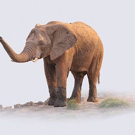 Porträt eines afrikanischen Elefanten vor weißem Hintergrund von Chris Stenger