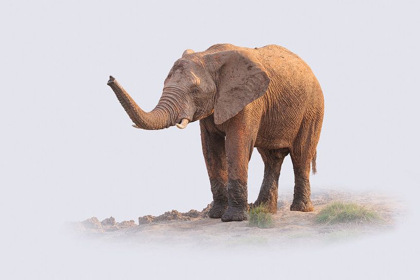 Portrait of an African elephant against white background by Chris Stenger