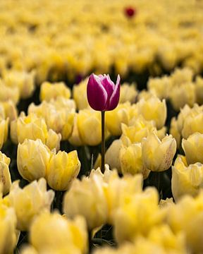 Special Tulip by Marcel Kool