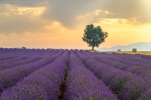 Bloeiende lavendel in de Provence tijdens zonsopgang
