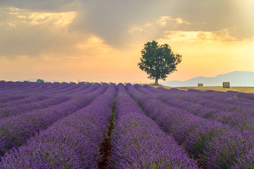 Lavendelblüte in der Provence bei Sonnenaufgang von Sjoerd van der Wal Fotografie