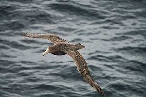 Riesensturmvogel — Riesensturmvogel über dem südlichen Ozean