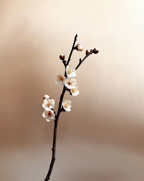 Zachte lijnen van fernlichtsicht