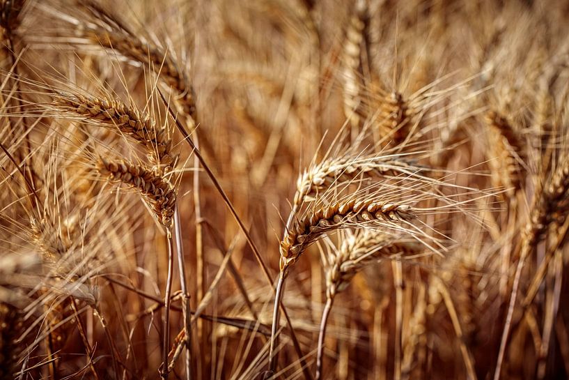 Corn by Rob Boon