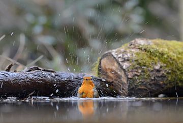 Bathing Robins by Franciska de Vos