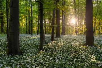 Sun in the spring forest by Daniela Beyer