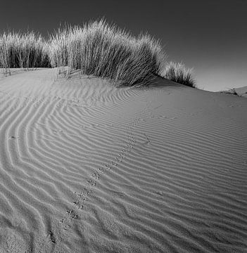 Traces dans le sable sur Arjen Zeeders