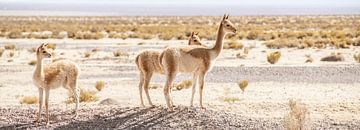 Guanaco's sur les Salinas Grandes Argentina.