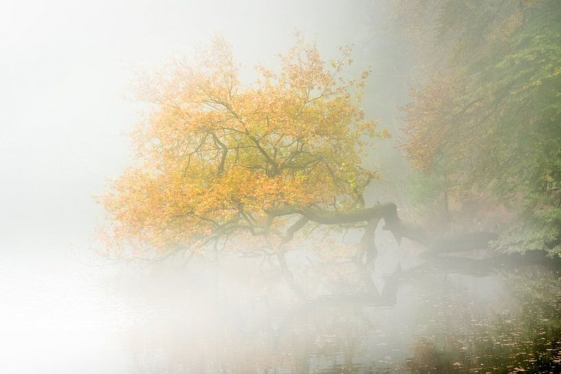 Neblige Eiche von Danny Slijfer Natuurfotografie
