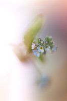 Forget-Me-Never