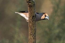 Apfelfink von Merijn Loch