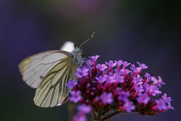 Vlinder in paarse bloemenzee