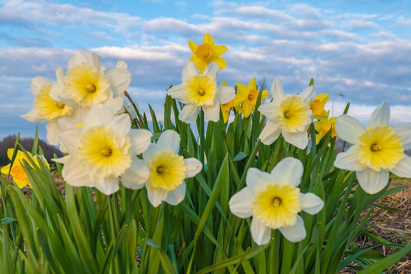 Feder von snippefotografie