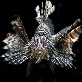Koraalduivel, Lionfish van Liscia Beenhakker