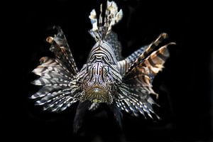 Koraalduivel, Lionfish van Liscia Beenhakker