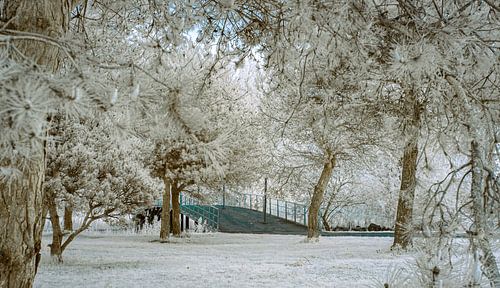 Zuiderpark-Infrarot