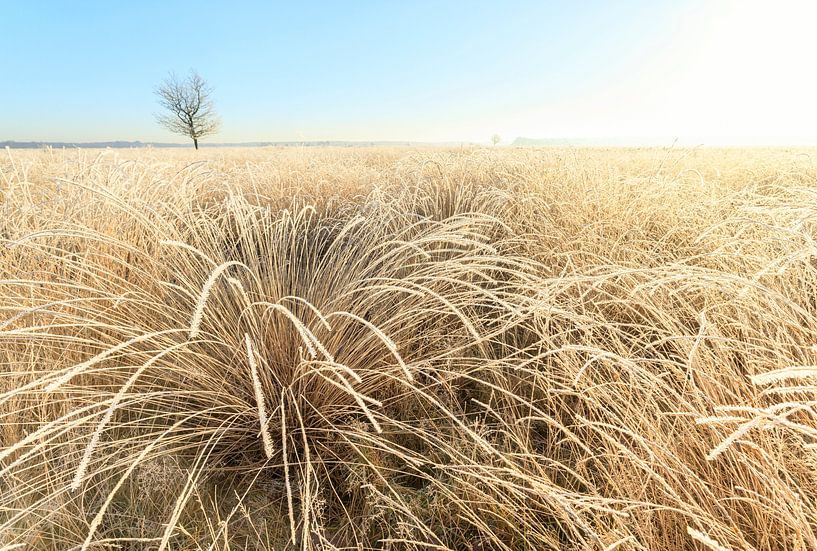 Dwingelderveld (Netherlands) by Marcel Kerdijk