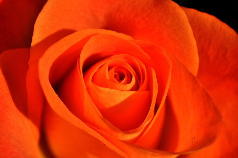 oranje roos van Pyter de Roos
