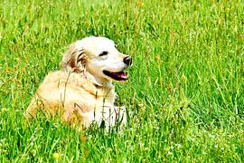 Golden Retriever by DeVerviersBelgium
