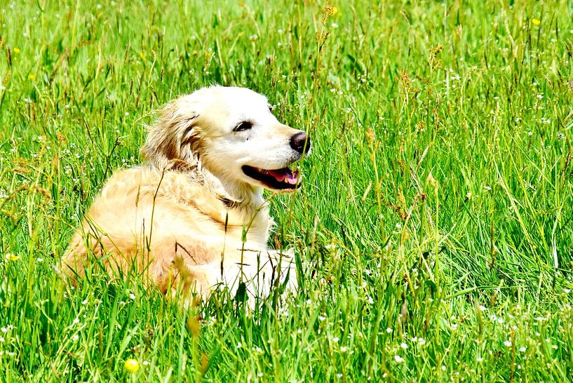 Golden Retriever by DeVerviersBelgium