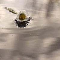 Madeliefje in het water