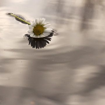 Madeliefje in het water van willemien kamps