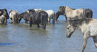 Konik Paarden in de rivier bij De Blauwe Kamer van Wilfried van Dokkumburg thumbnail